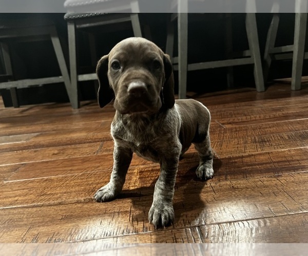 Medium Photo #1 German Shorthaired Pointer Puppy For Sale in FAIR PLAY, MO, USA