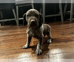Small Photo #1 German Shorthaired Pointer Puppy For Sale in FAIR PLAY, MO, USA