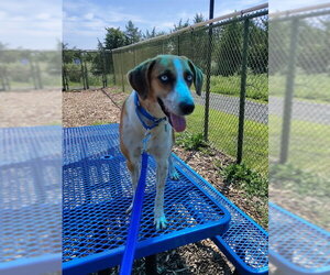 Mutt Dogs for adoption in Waterford, VA, USA