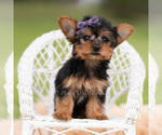 Small Photo #73 Yorkshire Terrier Puppy For Sale in WARSAW, IN, USA