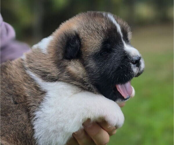 Medium Photo #4 Akita Puppy For Sale in STRAFFORD, MO, USA