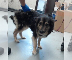 Australian Shepherd-Unknown Mix Dogs for adoption in Fayetteville, NC, USA