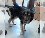 Small Australian Shepherd Mix