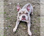 Small #3 American Bulldog Mix