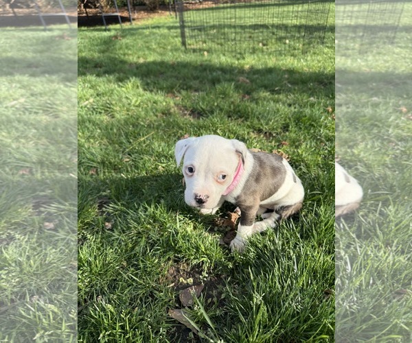 Medium Photo #3 American Pit Bull Terrier-Labrador Retriever Mix Puppy For Sale in Holly Springs, NC, USA