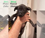 Small Mutt
