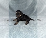 Small Photo #27 Cavapoo mix (+ Poodle Miniature) Puppy For Sale in MUNFORDVILLE, KY, USA
