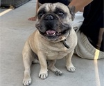 Small Photo #1 French Bulldog Puppy For Sale in YUCAIPA, CA, USA