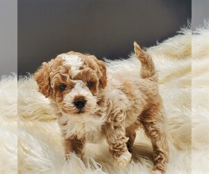 Goldendoodle-Poodle (Miniature) Mix Puppy for sale in STANLEY, WI, USA