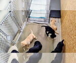 Small Photo #1 Goldador Doodle Puppy For Sale in GIBSONVILLE, NC, USA