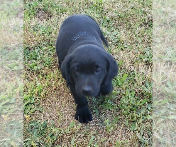 Medium Photo #5 Labrador Retriever Puppy For Sale in OLYMPIA, WA, USA