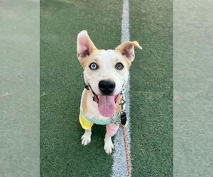 American Pit Bull Terrier-Huskies Mix Dogs for adoption in San Diego, CA, USA