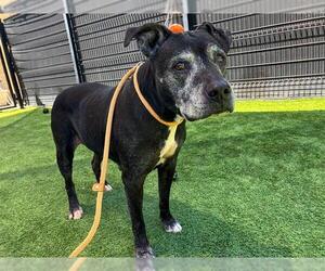 Boxador Dogs for adoption in Orange, CA, USA