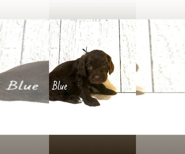 Medium Photo #2 Springerdoodle Puppy For Sale in TERRE HAUTE, IN, USA