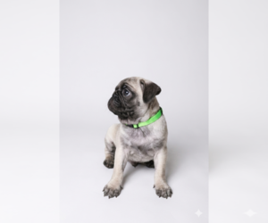Medium Pug