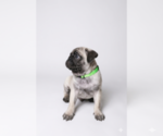 Puppy Puppy 2 Pug