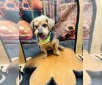 Small #1 Mutt