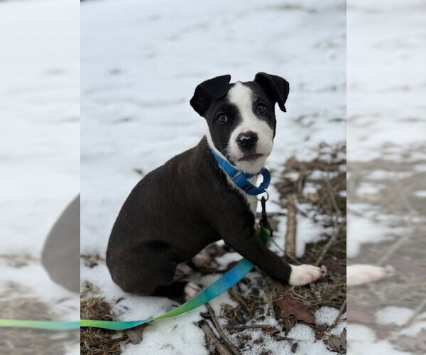 Medium Photo #1 American Pit Bull Terrier-Labrador Retriever Mix Puppy For Sale in Brewster, NY, USA