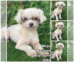 Small Photo #1 Maltese Puppy For Sale in Seattle, WA, USA