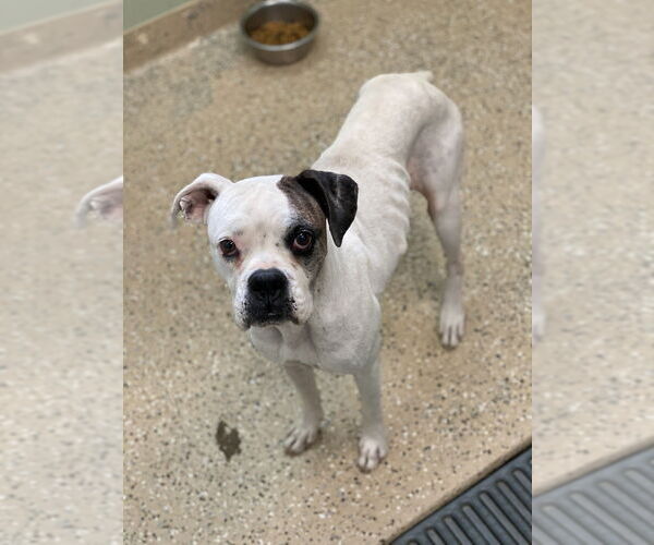 Medium Photo #3 Boxer Puppy For Sale in Austin, TX, USA