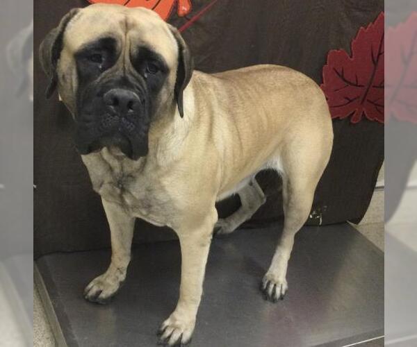 Medium Photo #1 Mastiff Puppy For Sale in Riverside, CA, USA