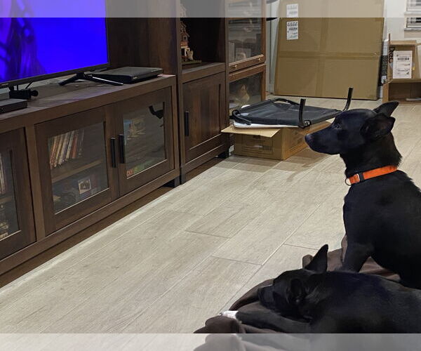 Medium Photo #5 Mutt Puppy For Sale in Palatka, FL, USA