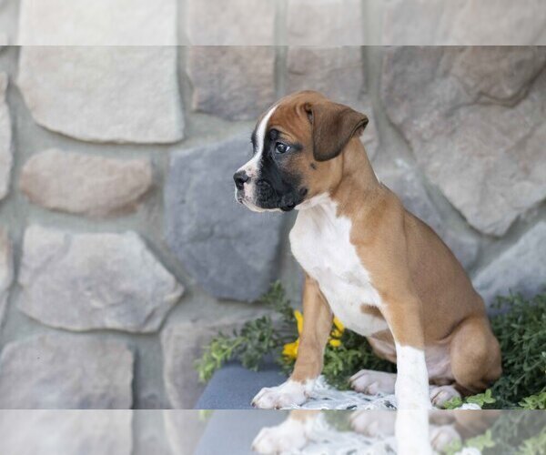 Medium Photo #3 Boxer Puppy For Sale in SHILOH, OH, USA
