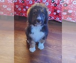 Small #7 Bernedoodle