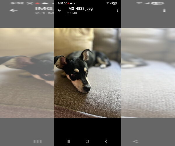 Medium Photo #4 Chihuahua-Unknown Mix Puppy For Sale in New York, NY, USA