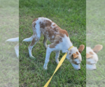 Small #2 Mutt
