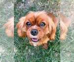 Small #3 Cavalier King Charles Spaniel