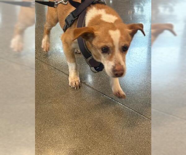 Medium Photo #1 Chihuahua Puppy For Sale in San Martin, CA, USA