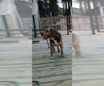 Small #24 Beagle