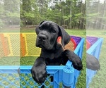 Small Photo #14 Cane Corso Puppy For Sale in RURAL HALL, NC, USA