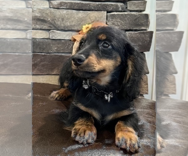 Medium Photo #5 Dachshund Puppy For Sale in NOBLESVILLE, IN, USA