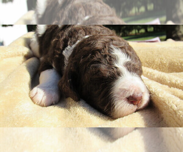 Medium Photo #4 Bernedoodle Puppy For Sale in BIG ROCK, IL, USA