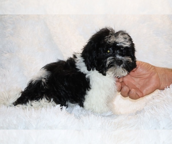 Medium Photo #1 ShihPoo Puppy For Sale in DYERSBURG, TN, USA