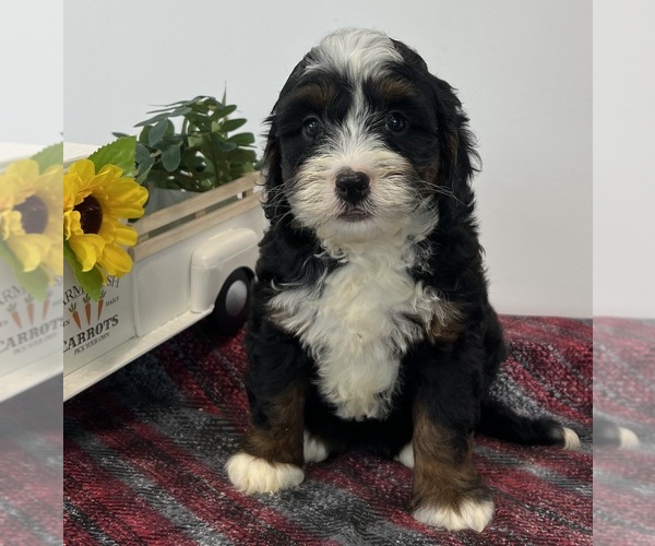 Medium Photo #1 Miniature Bernedoodle Puppy For Sale in DORNSIFE, PA, USA