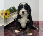 Small Photo #1 Miniature Bernedoodle Puppy For Sale in DORNSIFE, PA, USA
