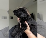 Small #2 Bernedoodle