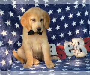 Golden Retriever Puppy for sale in LANCASTER, PA, USA