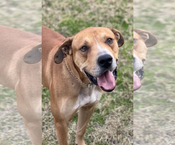 Medium Photo #3 Labrador Retriever-Rhodesian Ridgeback Mix Puppy For Sale in Phoenix, AZ, USA