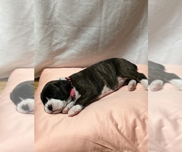 Medium Photo #7 Boxer Puppy For Sale in WATERFORD, PA, USA