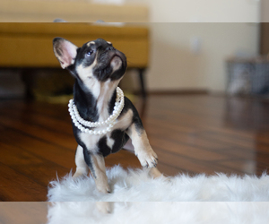 French Bulldog Puppy for sale in PALM SPRINGS, CA, USA