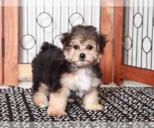 Yo-Chon Puppy for Sale in NAPLES, Florida USA