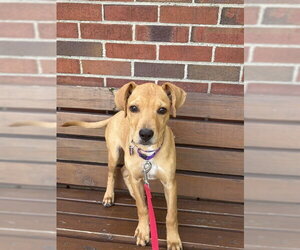 Treeing Walker Coonhound-Unknown Mix Dogs for adoption in Boston, MA, USA