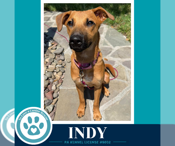 Medium Photo #5 Mutt Puppy For Sale in Kimberton, PA, USA