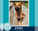 Small Photo #5 Mutt Puppy For Sale in Kimberton, PA, USA