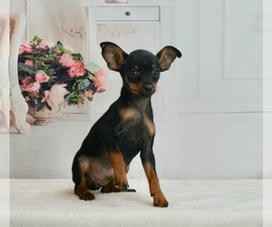 Miniature Pinscher Puppy for sale in WARSAW, IN, USA
