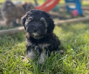 Bichpoo-Poodle (Toy) Mix Puppy for sale in BUNCOMBE, IL, USA